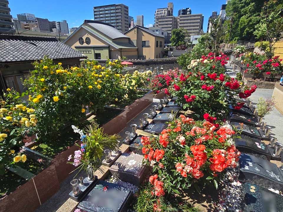 夕陽ヶ丘霊園(泉南市) 墓地 1,5区画 未使用 巻石有り 高台陽当たり良好