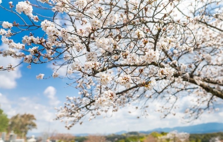 南大阪霊園_桜1新