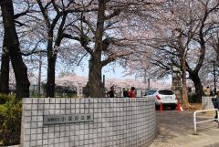 すぐ隣の小豆沢公園。取材時は満開の桜で、付近の人たちの憩いの場となっていた すぐ隣の小豆沢公園。取材時は満開の桜で、付近の人たちの憩いの場となっていた