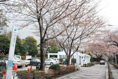 「北中央入口」からみた霊園中央通り 「北中央入口」からみた霊園中央通り