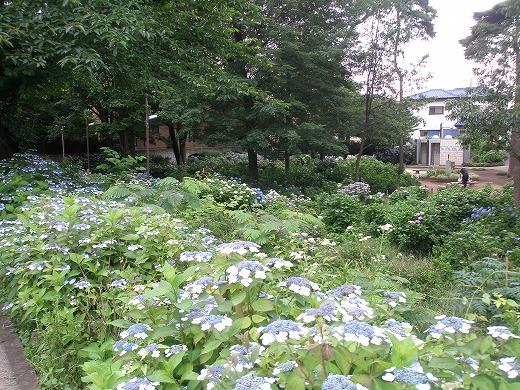 あじさい公園 あじさい公園