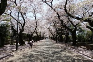 谷中ガーデン墓地_桜通り